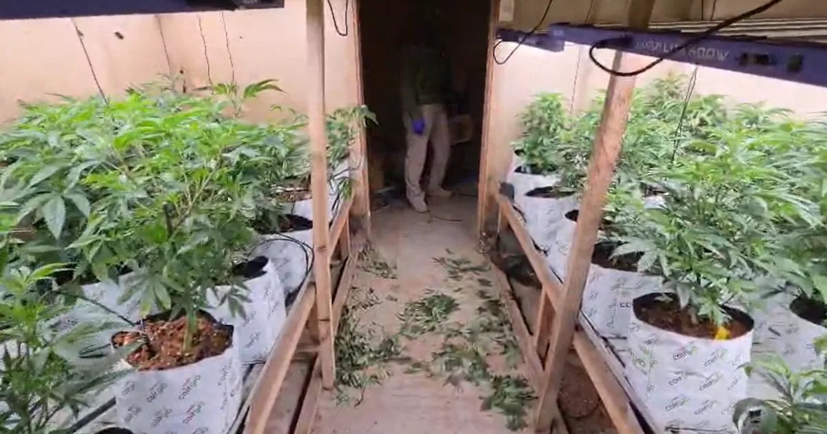 Los doctores cannábicos bajo la lupa