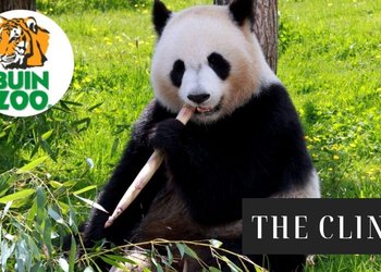Buinzoo inicia campaña mediante junta de firmas para traer un oso panda gigante a Chile: “Sabemos que el camino puede ser largo”