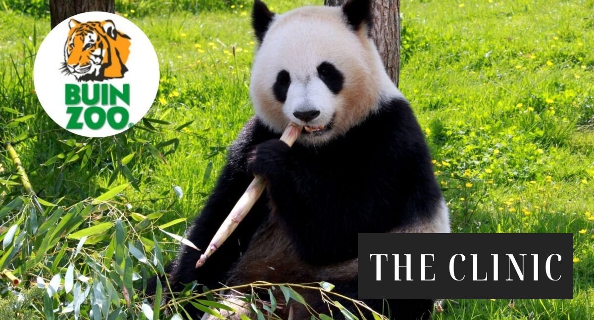 Buinzoo inicia campaña mediante junta de firmas para traer un oso panda gigante a Chile: “Sabemos que el camino puede ser largo”