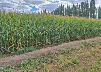 Maíz, riego y carne, el trío patagónico para sumar valor y empleo