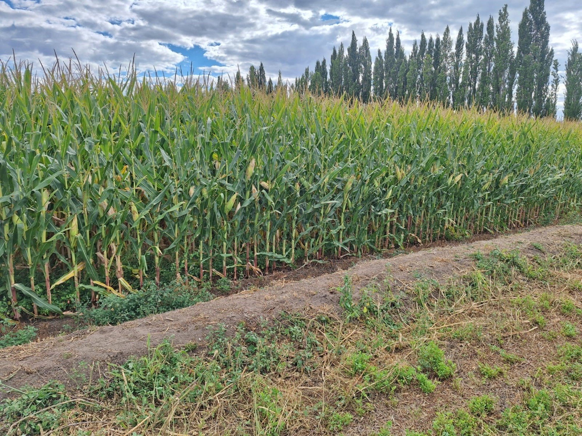 Maíz, riego y carne, el trío patagónico para sumar valor y empleo