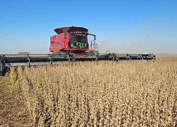 Las razones de la fuerte caída del precio de la soja en el mercado local