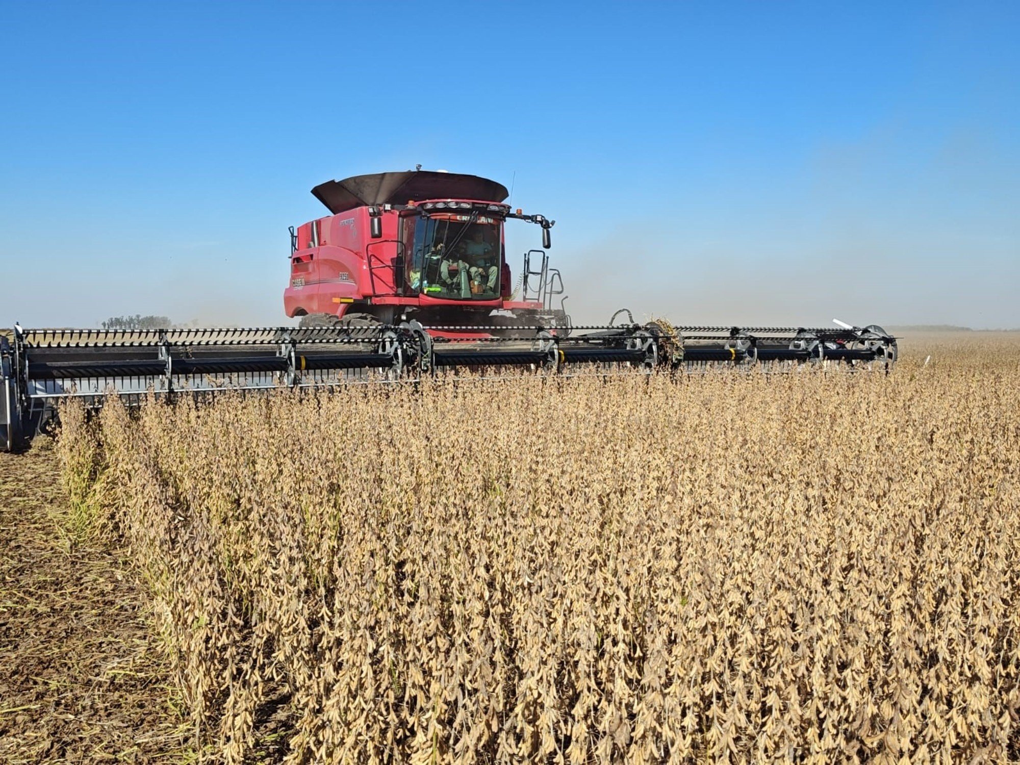 Las razones de la fuerte caída del precio de la soja en el mercado local