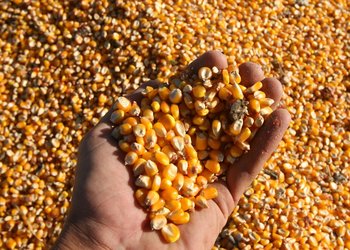 La comercialización anticipada de maíz se acelera, mientras que la de soja marca su segundo punto más bajo en 12 años