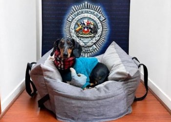 “Bruce”, la mascota de apoyo emocional recuperada por la PDI que había sido apropiada de forma indebida por la expareja de su propietaria