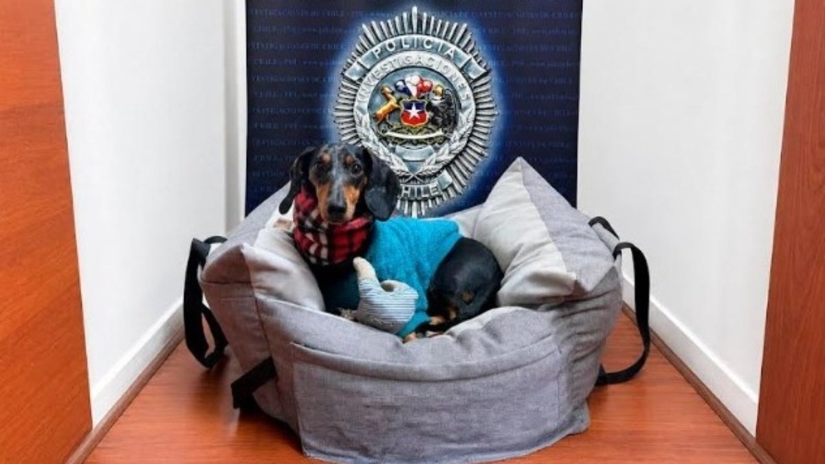 “Bruce”, la mascota de apoyo emocional recuperada por la PDI que había sido apropiada de forma indebida por la expareja de su propietaria