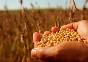 Semillas: de qué se trata el proyecto que la Mesa de Enlace entregó al Gobierno y por qué rechaza la posibilidad de adherirse a UPOV 91