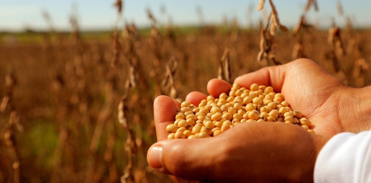 Semillas: de qué se trata el proyecto que la Mesa de Enlace entregó al Gobierno y por qué rechaza la posibilidad de adherirse a UPOV 91