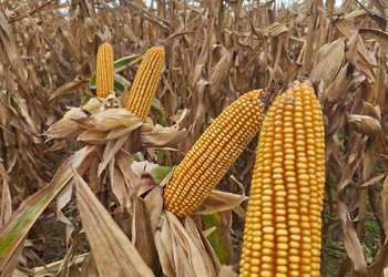 El Gobierno ya tiene su primera estimación de producción de maíz: se cosecharían 64 millones de toneladas, el volumen más alto en 10 años