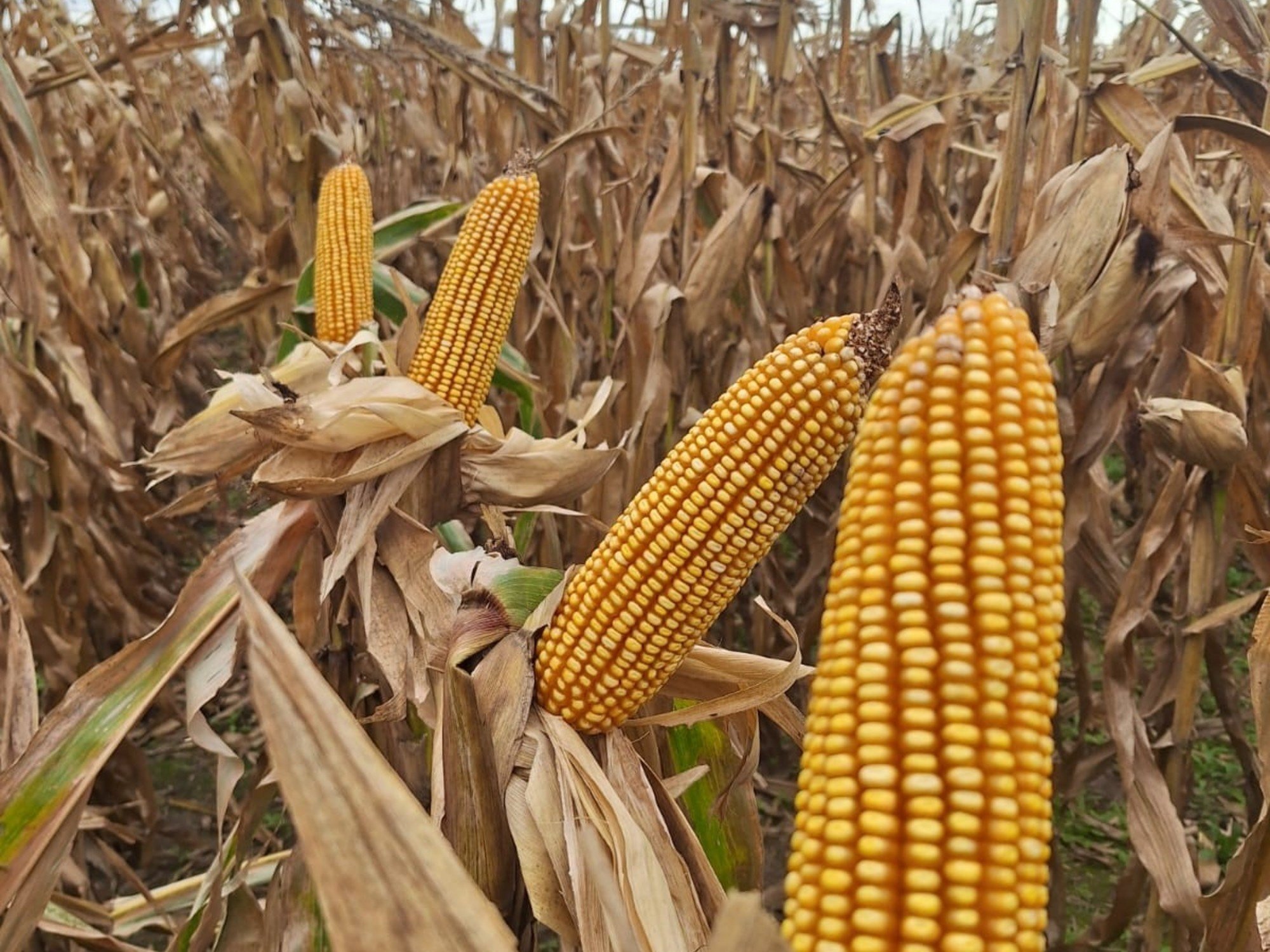 El Gobierno ya tiene su primera estimación de producción de maíz: se cosecharían 64 millones de toneladas, el volumen más alto en 10 años