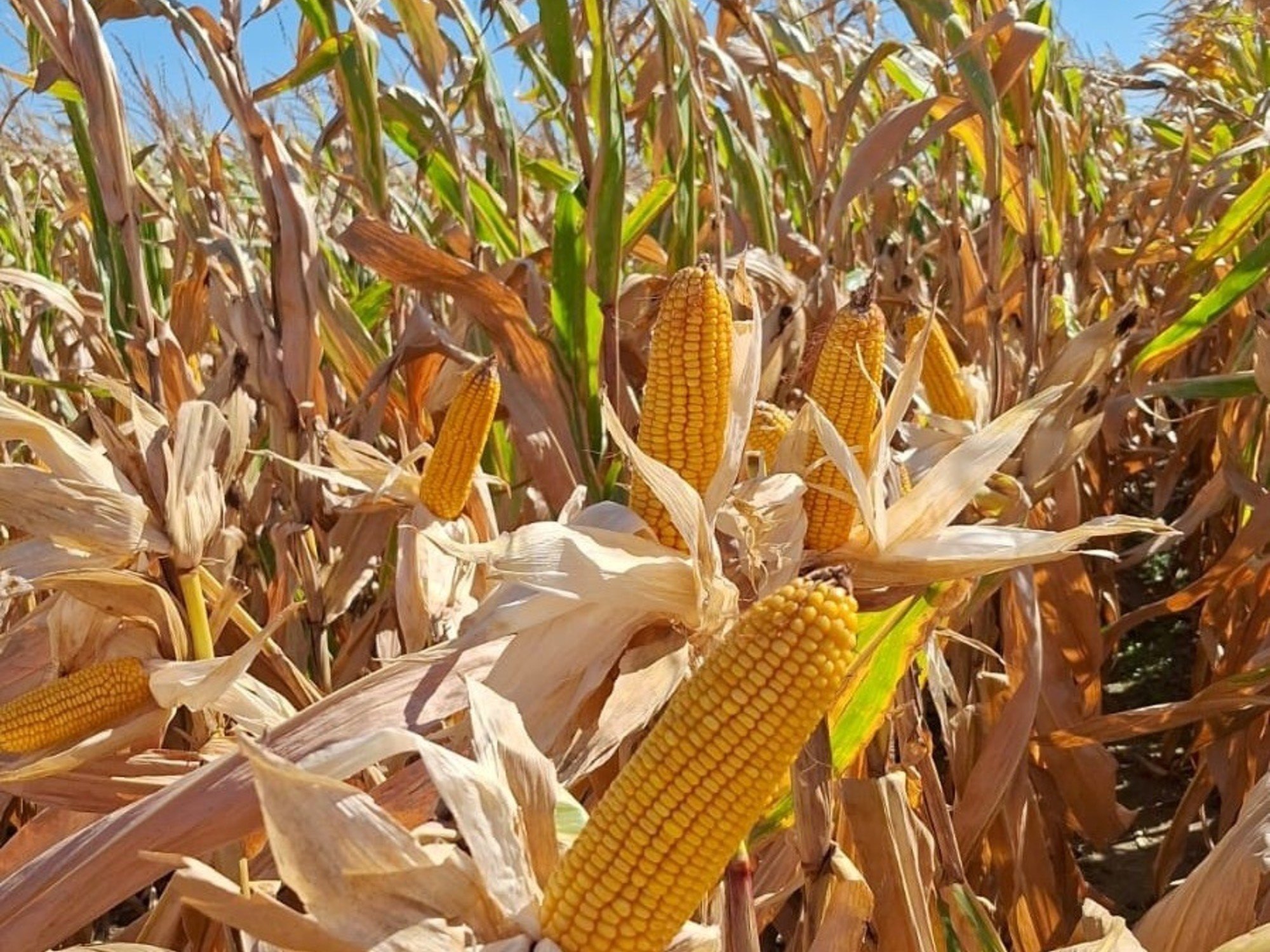 "A contramano": se derrumbaron los precios de los granos tras un sorpresivo informe de un organismo de Estados Unidos