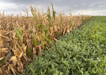 El campo es cíclico y ya pone foco en lo que viene