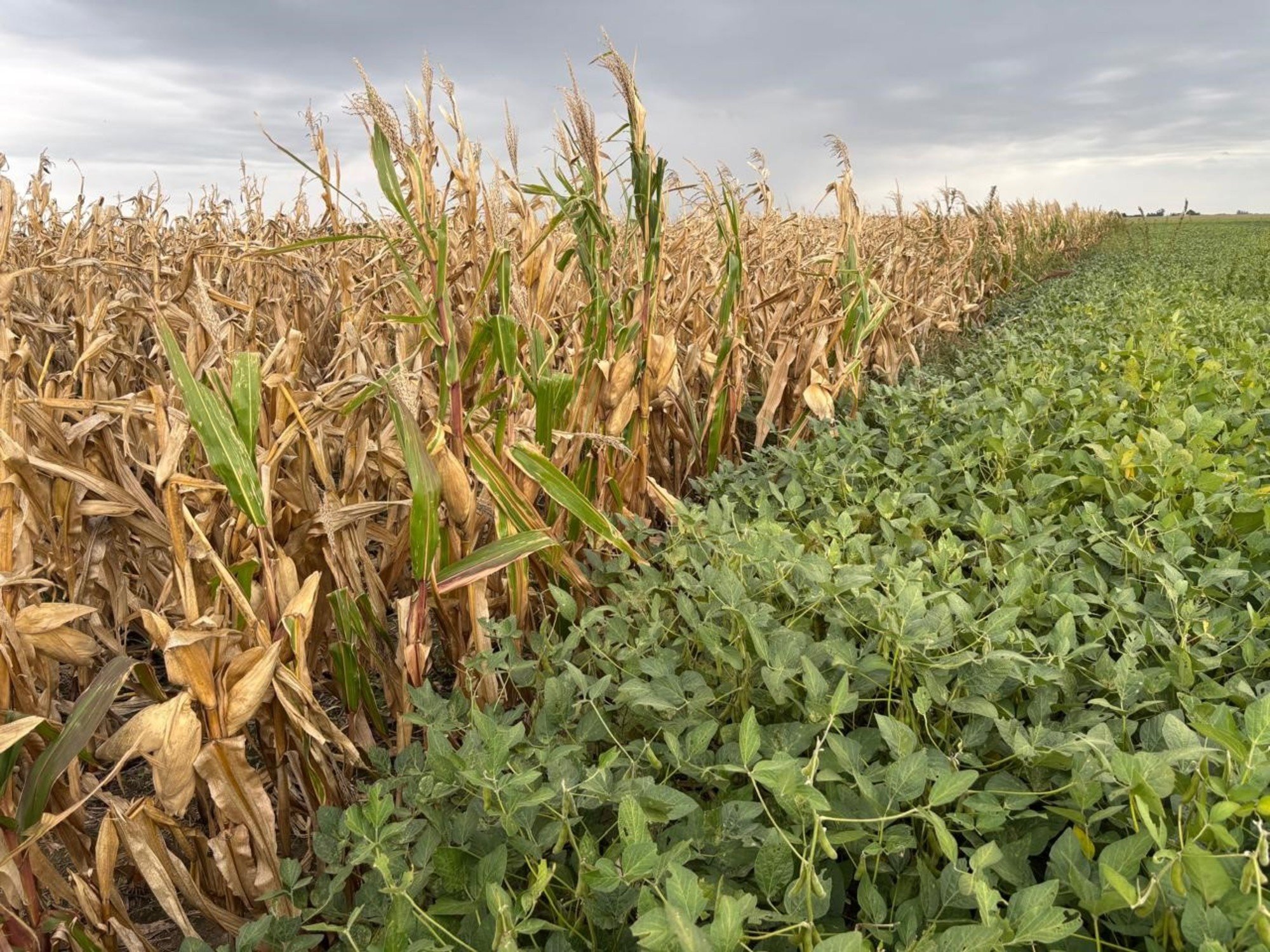 El campo es cíclico y ya pone foco en lo que viene