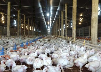 Sigue avanzando la influenza aviar en el país: detectan un nuevo caso en un establecimiento avícola de Buenos Aires