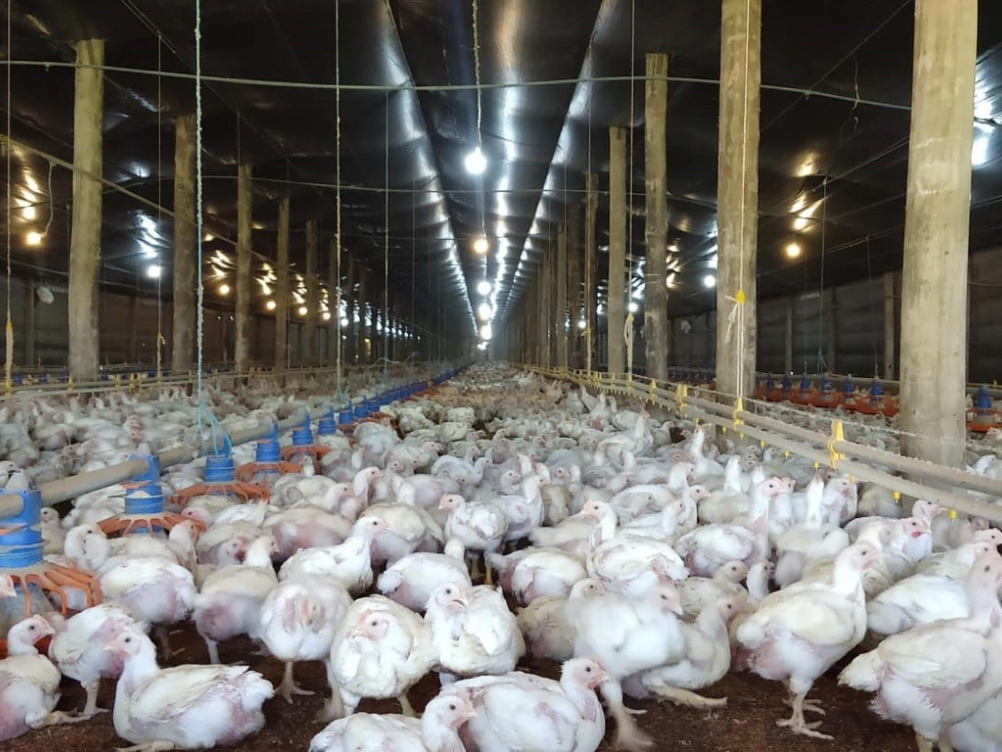 Sigue avanzando la influenza aviar en el país: detectan un nuevo caso en un establecimiento avícola de Buenos Aires