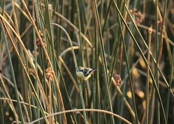 Inmobiliaria acusa “maniobras administrativas” del MMA para detener obras en zona declarada como humedal