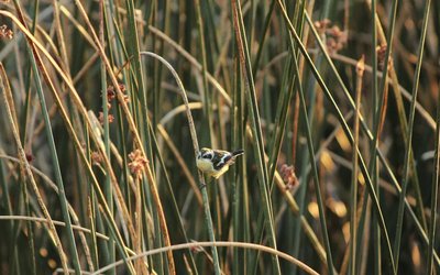 Inmobiliaria acusa “maniobras administrativas” del MMA para detener obras en zona declarada como humedal