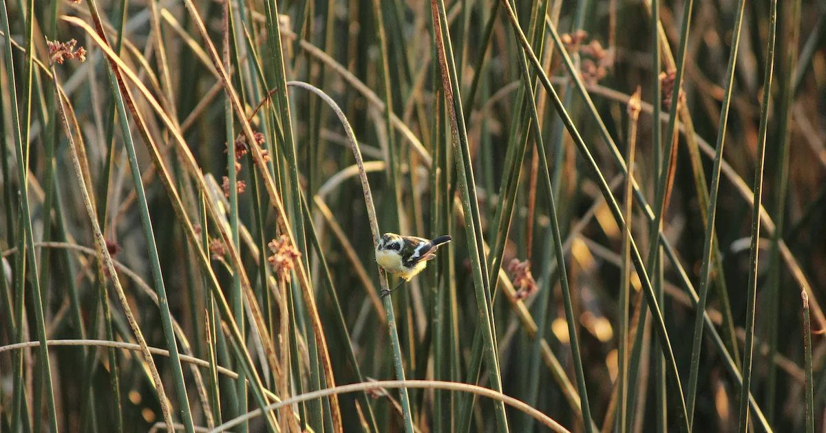 Inmobiliaria acusa “maniobras administrativas” del MMA para detener obras en zona declarada como humedal