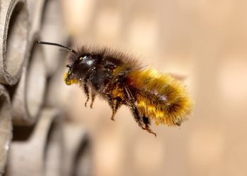 ¿Cuándo es necesario acudir a Urgencia por una picadura de abeja?