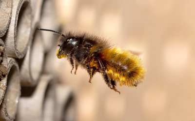 ¿Cuándo es necesario acudir a Urgencia por una picadura de abeja?