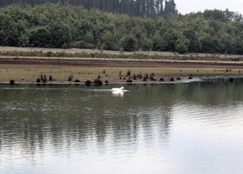 Ante riesgo de incendios forestales: Conaf cierra Parque La Campana y Reserva Nacional Lago Peñuelas desde este miércoles