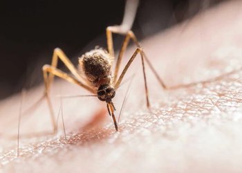 Elevan a cuatro los casos confirmados de dengue en Isla de Pascua