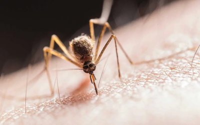 Elevan a cuatro los casos confirmados de dengue en Isla de Pascua